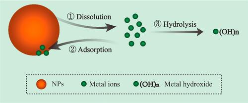 Figure 3 Schematic illustration of NPs dissolution, adsorption and hydrolysis. Reprinted from J Hazard Mater, 308,  Wang D, Lin Z, Wang T, et al. Where does the toxicity of metaloxide nanoparticles come from: the nanoparticles, the ions, or a combination of both? 328–334, Copyright (2016), with permission from Elsevier.Citation90