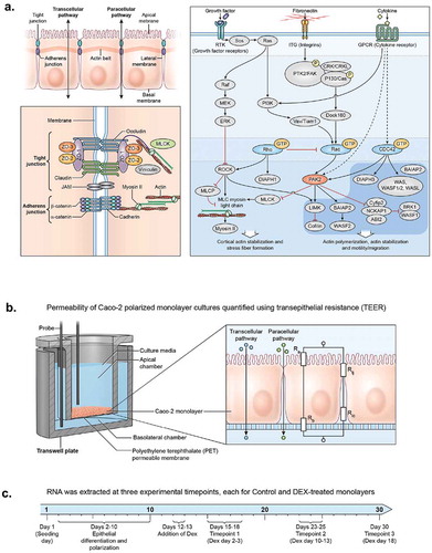 Figure 1. Epithelial identity pathways and experimental design. (a) Tight junction and signal transduction pathways regulating epithelial permeability. (b) Permeable membrane culture system and TEER electrical diagram. (c) Experimental timeline.