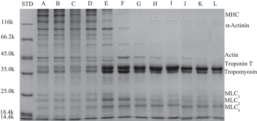 Figure 4. SDS-PAGE of supernatants protein in myofibrillar protein gel heated at different temperatures