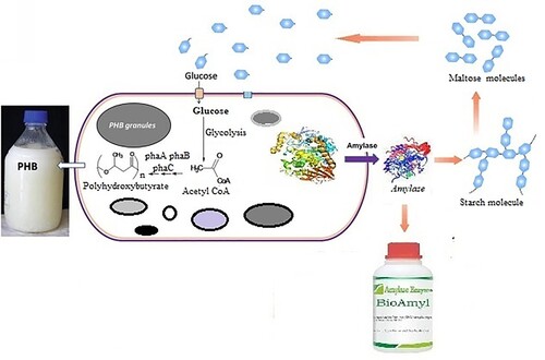 Figure 3. Integrated Production of Polyhydroxyalkanoate and Amylase in bacteria using starch as substrate.