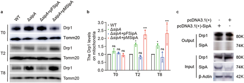 Figure 5. SipA prevents the recruitment of Drp1 to host mitochondria.