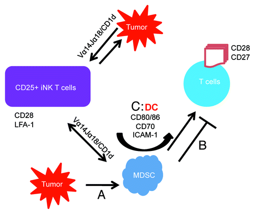 Figure 1. Mechanisms by which CD25+ iNKT cells interact with MDSC and rescue T cells from suppression. Tumor-derived soluble factors increase MDSC (A) which in turn suppress anti-tumor T cell responses (B). Activated CD25+ NKT cells interact with CD1d on tumor cells and MDSC and demonstrate enhanced anti-tumor responses (C). This will result in MDSCs increasing expression of CD80/86, CD70, ICAM-1 thus effectively converting to a DC phenotype, which then interacts with CD28 and CD27 on activated T cells, thereby enhancing T cell anti-tumor responses.