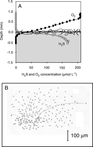 Figure 9.  (A) Parallel O2 and H2S microprofiles measured across a sediment–water interface with a Beggiatoa mat. The two profiles are not measured at the exact same spot, but it is apparent that H2S is oxidized in the aerobic surface layer. (B) The flow field of water around a cluster of attached, rotating Thiovulum cells. The vectors indicate particle displacement within 0.2 s. The dotted line indicates the isoline of 4% air saturation (redrawn from Fenchel & Glud Citation1998).