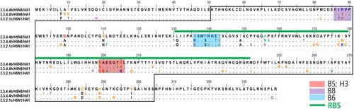 Figure 3. Alignment of amino acid sequences among HPAI H5 2.3.4.4b, h, and 2.3.2.1c clades. HA1 potential epitope sequences of mAb candidates are indicated by coloured rectangles; green lines indicate the HA receptor binding positions of HPAIV H5 viruses.