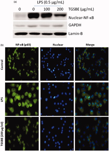 Figure 4. Effect of TGSBE on LPS-induced nuclear translocation of NF-κB p65 in RAW264.7 cells. (a) Cells were pretreated with indicated concentrations of TGSBE for 12 h, prior to stimulation of LPS (0.5 μg/mL) for 30 min. Nuclear fractions were collected and subjected to immunoblotting of NF-κB p65, Lamin-B and GAPDH. (b) The translocation of NF-κB p65 to the nucleus was analyzed by confocal microscopy. After treatment, cells were permeabilized and immunostained with NF-κB p65 for overnight. Followed by conjugation with FITC tagged secondary antibody and Hoechst for nucleus. Magnification, 200x. Images are representative of three separate experiments. The fluorescence of NF-κB p65 protein and nuclei is green and blue, respectively.