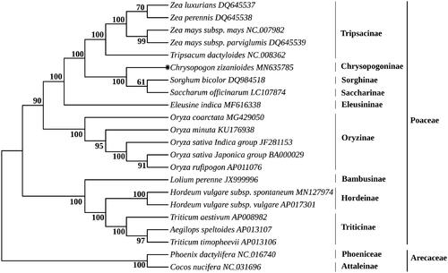 Figure 1. Phylogenetic relationships between C. zizanioides and 21 other species based maximum-likelihood method. All GenBank accession numbers of each species were listed in the phylogenetic tree. Phoenix dactylifera (NC_016740) and Cocos nucifera (NC_031696) were used as outgroup.