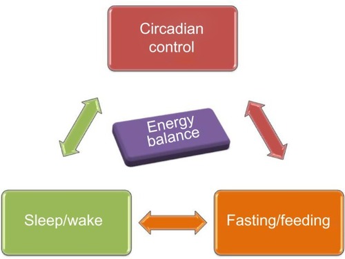 Figure 1 Bidirectional relationship between circadian clock, sleep-wake, and fasting-feeding behavior underlies maintenance of energy balance in the body.