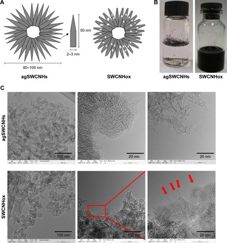 Figure 1 (A) Schematic structures of as-grown single-wall carbon nanohorns (agSWCNHs) and oxidized single-wall carbon nanohorns (SWCNHox); (B) Pictures of agSWCNHs and SWCNHox suspensions in water without suspending agent and probe ultrasound; (C) Transmission electron microscope photographs of agSWCNHs and SWCNHox.Note: Red arrows indicate the opened holes on top tubes.Abbreviation: SWCNH, single-wall carbon nanohorn.