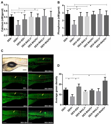 Figure 2 Effect of BA on bone tissue mineralization of dexamethasone (DEX)-induced osteoporosis zebrafish larvae. (A) Effect of BA on calcium content (n = 10); (B) Effect of BA on phosphorus content (n = 10); (C) Zebrafish larvae were collected stained with 1% calcein. The fluorescent signal of the calcein-stained vertebrate column was observed under fluorescence microscopy (n=10; magnification 10×, excitation 480 ± 40 nm; emission 510 nm). (D) Quantifications of average green density are defined by the ratio of bone green intensity (green) over the total boxed area (from the 21 to 26 notochords counted from the tail, as demarcated by red dotted box) and measured by online ImageJ software. All values are expressed as mean ± SDs. *P < 0.05 as compared to respective vehicle group. (Dunnett’s post hoc test following one-way analysis of variance (ANOVA)).