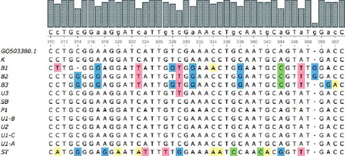 Figure 3. Multiple sequence alignment of ITS regions from 12 samples of S. androgynus (ClustalW).