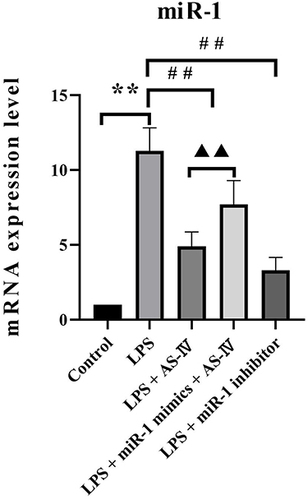 Figure 2 AS-IV decreases miR-1 mRNA expression in the heart tissue of LPS-treated rats.