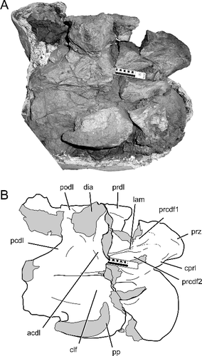 Figure 13. TMM 41541-1, Alamosaurus sanjuanensis. A, incomplete posterior cervical vertebra in right lateral view. B, interpretive line drawing of image in A; solid grey fill indicates broken bone surfaces. Abbreviations: acdl, anterior centrodiapophyseal lamina; clf, centrum lateral fossa; cprl, centroprezygapophyseal lamina; dia, diapophysis; lam, lamina dividing the prezygapophyseal centrodiapophyseal fossa; pcdl, posterior centrodiapophyseal lamina; podl, postzygodiapophyseal lamina; pp, parapophysis; prcdf1, dorsal prezygapophyseal centrodiapophyseal fossa; prcdf2, ventral prezygapophyseal centrodiapophyseal fossa; prdl, prezygodiapophyseal lamina; prz, prezygapophysis. Solid line in scale bar = 10 cm.