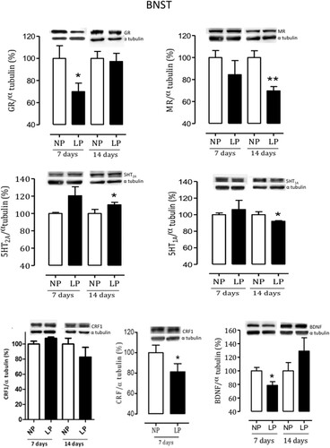 Figure 7. Effects of gestational protein restriction on expression of BNST proteins. Figure 7 shows the results obtained in whole-tissue extracts immunoblotted for GR, MR, 5HT1a, 5HT2a, CRF, type 1 CRF receptor, and BDNF in the NP and age-matched LP male offspring BNST. The representative results of scanning densitometry were expressed as relative to NP, assigning a value of 100% to the control (NP) rats. Columns and bars represent the mean ± SD. Data obtained over time were analyzed using repeated-measures analysis of variance (ANOVA). When statistically significant differences were indicated between selected means by ANOVA, post hoc comparisons were performed with Bonferroni’s contrast test. The level of significance was set at *P < 0.05, NP versus LP progeny.