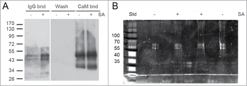 Figure 6. TAP-tag purification of TGA2 from plants grown in soil treated or not treated with salicylic acid (SA). Proteins were cross-linked in situ prior to extraction. (A) Immunoblot analysis of TGA2 using αTGA2-C antiserum. TAP-tagged TGA2 was bound to IgG-sepharose (IgG bnd). TGA2 was cleaved off the resin with Tobacco etch virus (TEV) protease to remove the IgG-binding domain. Proteins were bound to calmodulin (CaM) affinity resin, washed, and finally eluted (CaM bnd). Molecular weight markers are indicated on the left. The largest band is similar to the predicted size of TEV-cleaved tagged TGA2. Putative degradation products are smaller. (B) SYPRO Ruby staining of putative TGA2-interacting proteins. The approximate sizes of the standard (Std) are shown to the left.