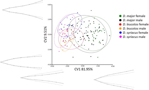 Figure 4. Results of the CVA of bill shapes for the dorsal view. Grey lines represent bill shape for the canonical variate.