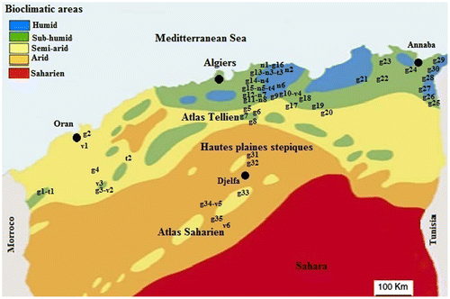 Figure 1. Location of sampled populations of four species of Aegilops in Algeria (g = A. geniculata, n = A. neglecta, v = A. ventricosa and t = A. triuncialis). Bioclimatic limits according to Stewart (Citation1974).