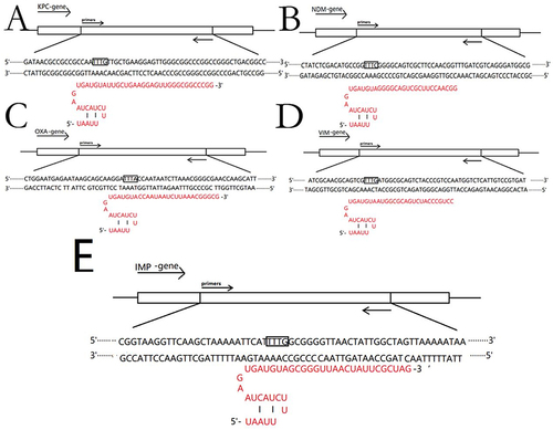 Figure 2 Target sequences of five carbapenemases and their corresponding red CrRNA sequences.