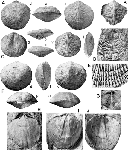 Fig. 5. Reticulatrypa pulchra (Mitchell & Dun, Citation1920). A, AMF29353, lectotype, figured by Mitchell & Dun (Citation1920, pl. XVI, figs 14, 15). B, ANU46437, latex replica of ventral exterior. C, AMF29354, paralectotype, figured by Mitchell & Dun Citation1920, pl. XIV, fig. 19). D, E, AMF27790, ventral external mould showing rib structure. F, AMF29352, paralectotype, figured by Mitchell & Dun (Citation1920, pl. XVI, fig. 15). G, ANU46435, latex replica of juvenile dorsal interior. H, CPC38992, ventral internal mould. I, J, AMF25836, dorsal internal mould and latex replica. A, C, F labelled ‘Limestone Creek near Silverdale’, Hume Limestone Member or basal Black Bog Shale; B, loc. KC47, H, loc. GOU46, Yarwood Siltstone Member; D, E labelled ‘near Bowning’, probably basal Black Bog Shale; G, loc. KF, I, J labelled ‘Hattons Corner, LTB’, lower Black Bog Shale. Letters d , l , v , p , a  — dorsal, lateral, ventral, posterior, and anterior views. A, C, D, F, H – J ×2, B, G ×4, E ×5.