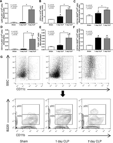 Figure 4 Flow cytometry analysis of myeloid cells in CLP mice at 1 and 7 days after surgery. Characteristic of spleen analysis from mice with sham, after CLP surgery for 1-day (1-day CLP) and 7-days post-CLP (7-day CLP) (n = 6–10/group) as indicated by flow cytometry analysis of splenocytes with several parameters, including myeloid cells (Ly6G and Ly6C-positive cells), dendritic cells (CD11c positive), myeloid dendritic cells (CD11c, CD11b positive and B220 negative), neutrophils (CD11c and Ly6G positive), macrophages (F4/80 positive), and plasmacytoid dendritic cells (CD11c, CD11b, and B220 positive) (A–F) with the representative flow pattern of dendritic cells (G) are demonstrated. Columns represent mean values ± SEM. #p < 0.05 compared to the control group (Sham). *p < 0.05 compared to the CLP group.