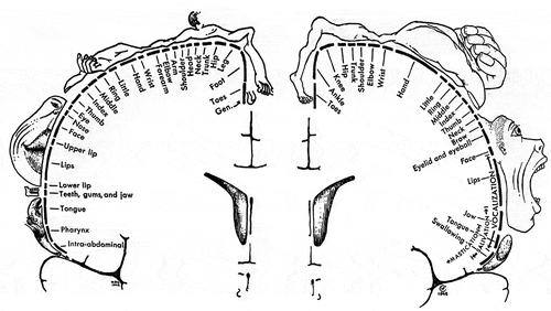 Figure 1. The Sensory Homunculus (left) and the Motor Homunculus (right), from Penfield and Rasmussen (Citation1968, pp. 214–215)