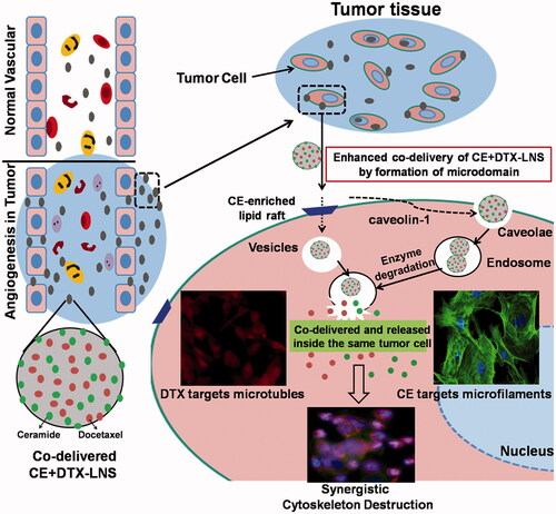 Figure 1. Scheme of the synergistic mechanisms of nanosized CE + DTX-LNS. After intravenous administration, CE + DTX-LNS was accumulated at tumor site through EPR effect and internalized into same cell through vesicles and caveolae mediated endocytosis. Subsequently, CE and DTX with different anti-cancer mechanisms were released independently from CE + DTX-LNS inside the same cancer cell and killed the cancer cell in an enhanced synergistic manner.