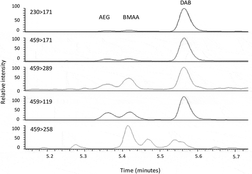 Fig. 3. UPLC-MS/MS analysis of BMAA and isomers in 100-year old Antarctic cyanobacterial mat material. Individual panels show MS transformations of parent to daughter ion of BMAA isomers. AEG, N-(2-aminoethyl)glycine, BMAA, β-N-methylamino-L-alanine; DAB, 2,4-diaminobutyric acid.