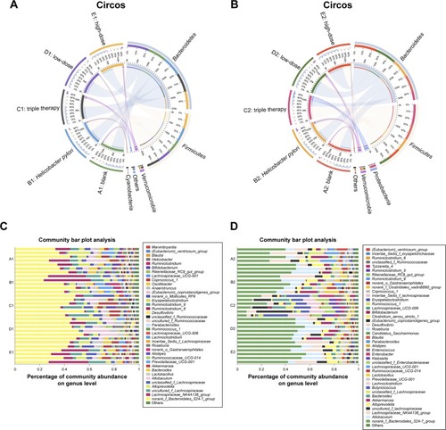 Figure 2 Microbiota composition.Notes: Circos graphs before (A) and after (B) treatment. The left semicircle represents the phyla composition of each group. The right semicircle indicates the distribution of each phylum in the different groups. Community bar plots of the genera level before (C) and after (D) treatment.