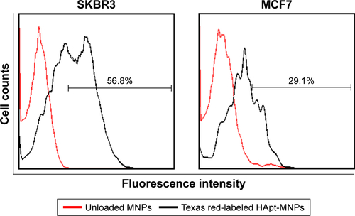 Figure S4 FACS analysis of the uptake of Texas red-labeled HApt-MNPs by SKBR3 and MCF7 cells.Notes: Cells were incubated with HApt-MNPs (HApt concentration of 125 nM) for 8 h, followed fresh complete media for 16 h. The cellular uptake of HApt-MNPs was assessed by FACS. The percentage of fluorescent cells was much lower for MCF7 cells (which express no/low levels of HER2 as the HER2 gene is not amplified) compared to HER2-overexpressing SKBR3 cells (56.8%).Abbreviations: FACS, fluorescence activated cell sorting; HApt, human epidermal growth factor receptor 2 aptamer; MNPs, micelle-like nanoparticles.