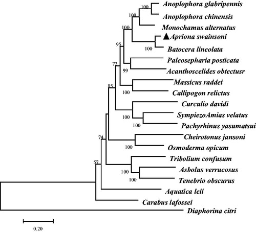 Figure 1. Maximum-likelihood (ML) phylogenetic tree of Apriona swainsoni and the other 19 species using as Diaphorina citri an outgroup. Number above each node indicates the ML bootstrap support values.