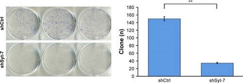 Figure 4 Syt-7 knockdown significantly reduced colony formation in SMMC-7721 cells, as assessed by colony formation assay. **P<0.01.