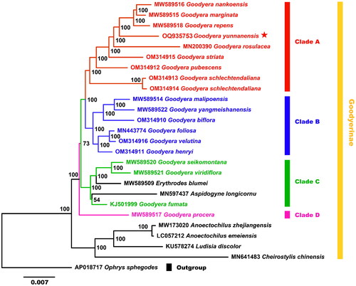 Figure 3. Phylogenetic relationships among 18 Goodyera species and other species of Goodyerinae were inferred from ML analyses under the GTRGAMMA based on the whole plastid genome, with Ophrys sphegodes as the outgroup, and the phylogenetic position of Goodyera yunnanensis (OQ935753) is marked with a red asterisk. The bootstrap support values are exhibited next to the nodes, and the Genbank accession numbers of each genome are shown in front of the latin name, respectively. The plastid genome sequences used for phylogenetic reconstruction were all referenced and derived from Kim and Kim (2002) study, as follows: Goodyera nankoensis MW589516, G. marginata MW589515, G. repens MW589518, G. rosulacea MN200390, G. striata OM314915, G. pubescens OM314912, G. schlechtendaliana OM314913/OM314914, G. malipoensis MW589514, G. yangmeishanensis MW589522, G. biflora OM314910, G. foliosa MN443774, G. velutina OM314916, G. henryi OM314911, G. seikomontana MW589520, G. viridiflora MW589521, G. fumata KJ501999, G. procera MW589517, Erythrodes blumei MW589509, Aspidogyne longicornu MN597437, anoectochilus zhejiangensis MW173020, A. emeiensis LC057212, ludisia discolor KU578274, cheirostylis chinensis MN641483, Ophrys sphegodes AP018717.