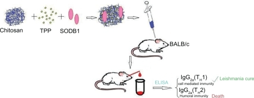 Figure 1 Schematic representation of nanoparticle production and assessment procedures.