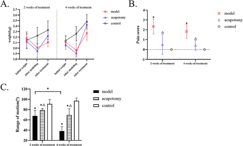 Figure 2 (A) The broken line chart of body weight at different time points during different treatment periods in each group. (B) The pain scores of each group show that acupotomy treatment could relieve pain in rabbits with KOA. (C) Quantitative analysis of range of motion shows that acupotomy therapy can improve the limited motion of KOA rabbits. Compared with the control group during the same time period, *P is < 0.05; compared with the model group during the same time period, ΔP is < 0.05.