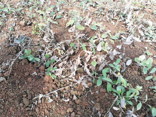 Figure 1. Photographs of Atractylodes lancea under consecutive monoculture