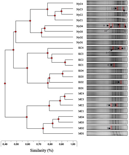 Figure 2. The banding pattern of the DGGE UPGMA dendrogram of bacterial communities. (Legends: C = conventional, O = organic systems, K = Karcag, M = Martonvásár, Ny = Nyíregyháza, the codes of farming systems with numbering 1–4 indicated the soil samples (n = 4) which best represent the above area. Numbers in the banding patterns 1–14 indicated the isolated and sequenced bands (thick lines)).