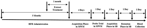 Figure 1. Timeline of experiments.