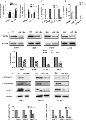 Figure 4. MiR-146b inhibits the IL-6-STAT3 pathway in ovarian cancer. (A) Expression of TRAF6 after miR-146b overexpression in ovarian cancer cell lines as determined by qPCR. (B) The mRNA expression level of IL-6 after miR-146b overexpression. (C) The concentration of IL-6 was detected by flow cytometry after miR-146b overexpression. (D) The effects of miR-146b overexpression on total STAT3 protein expression were analysed using Western blotting and quantified. (E) The effects of miR-146b overexpression on STAT3 phosphorylation were analysed using Western blotting and quantified. The data are expressed as the means ± SDs; ns: not significant; *p < 0.05; **p < 0.01; ***p < 0.001.