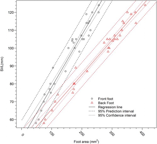 Figure 2. Relationships between footprint area and snout-to-vent length (SVL) for Duvaucel’s geckos from a captive breeding programme. Scatterplot of footprint area and SVL showing linear regression model (solid lines), 95% confidence intervals (dotted line) and 95% prediction intervals (dashed line) for the front and back feet.