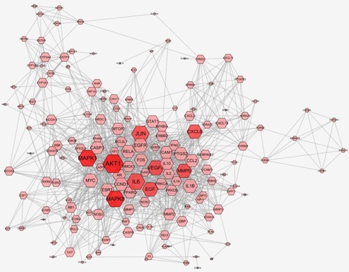 Figure 2 Compound–Type 2 diabetes mellitus PPI network. Compound–T2DM target PPI network contains 163 gene nodes and 2735 edges. Pink hexagon represents gene targets. The red nodes (AKT1, MAPK1, MAPK8, IL6, JUN, VEGFA, EGF, MMP9, and CXCL8) have higher degrees. Node size of gene targets is proportional to the number of degrees.