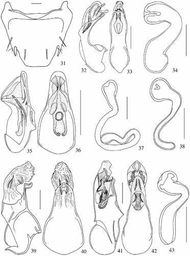 Figures 31–43 Sixth visible tergite of male, aedeagus in lateral and ventral views and spermatheca. 31: Coenonica malaysiana n. sp.; 32, 33: Neoleptusa tasekensis n. sp.; 34: Cordalia pseudovestita n. sp.; 35, 36: Atheta (Acrotona) phuthoensis n. sp.; 37: Atheta (Dimetrota) tamdaoensis n. sp.; 38: Orphnebius bartolozzii n. sp.; 39, 40: Tetrabothrus malaysianus n. sp.; 41, 42: Episkiodrusilla malayrubricollis n. sp.; 43: Rabdotodrusilla malaysiensis n. sp. Scale bars: 0.1 mm.