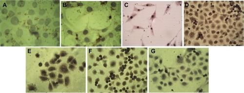 Figure 8 Immunocytochemistry analysis of AMJ13 cell line.