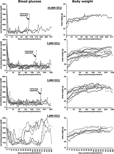 Figure 3.  Non-fasting blood glucose levels and body weights change in the STZ-induced diabetic nude mice transplanted with different amounts of encapsulated human islets (10,000, 5,000, 3,000, and 1,000 IEQ).