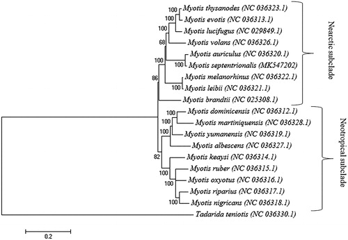 Figure 1. Phylogenetic tree generated using a maximum likelihood method and a general time reversal model based on nineteen complete mitochondrial genomes. The GenBank accession number is listed next to each species within the tree.