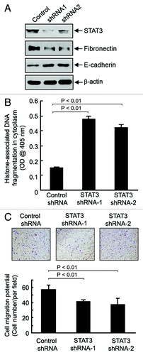 Figure 4. Role of STAT3 in cell survival and migration potential of EMT1 cells. (A) EMT1 cells were transiently transfected with one of two STAT3 shRNA constructs or control shRNA construct for 72 h. Cell lysates were prepared and analyzed by western blotting using the indicated antibodies. (B) The same cell lysates in (A) were analyzed using ELISA for quantitative determination of the levels of apoptosis. C, EMT1 cells treated as described in A were seeded into a Boyden transwell chamber. The average numbers of cells per microscopic field that penetrated through the transwell membrane during a 24 h period were counted and plotted. Representative photomicrograph areas are shown.