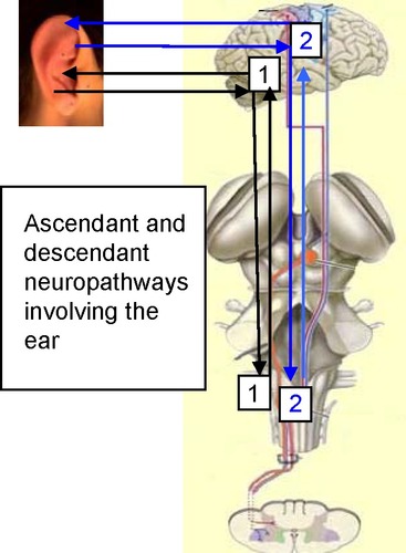 Figure 2 Schema showing the relations between neuropathways and the ear, as shown by the functional magnetic resonance imaging results.