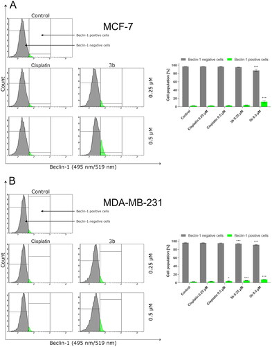 Figure 13. Anti-beclin-1 antibody flow cytometric analysis of MCF-7 (A) and MDA-MB-231 (B) breast cancer cells compared to a negative control cell after 24 h of incubation with 3b and cisplatin (0.25 μM and 0.5 μM). Mean percentage values from three independent experiments done in duplicate are presented. *p < 0.05 vs. control group, ***p < 0.001 vs. control group.