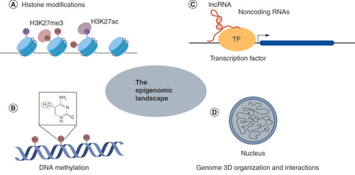 Figure 1. Molecular mechanisms modulating the epigenome. The epigenome encompasses a variety of dynamic molecular processes crucial for cell function and development. (A) Nucleosomes, composed of DNA (black line) wrapped around histones (blue) are the basic units of chromatin packaging in eukaryotes. Histones tails can be modified by the covalent additions of chemical groups catalyzed by enzymes (colored circles), ultimately effecting chromatin accessibility. (B) Methyltransferases may add a methyl group to the C-5 position of cytosine, which may affect transcription status. (C) Noncoding RNA elements such as lncRNAs (red line) can modulate gene expression by binding TFs (yellow circle). (D) Chromatin is intricately folded into a 3D configuration in the nucleus, constituting chromatin domains and interactions of regulatory elements that affect gene expression.lncRNA: Long noncoding RNA; TF: Transcription factor.