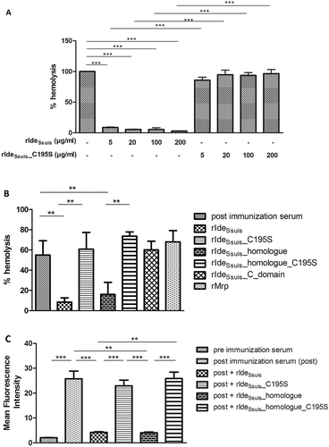 Figure 2. In the presence of high S. suis specific IgM titers, complement-mediated hemolysis and labeling of sheep erythrocytes with IgM are significantly reduced by rIdeSsuis constructs with IgM cleaving activity, but not by rIdeSsuis constructs lacking IgM cleavage activity due to the C195S point mutation. Hemolysis assays were performed by addition of purified sheep erythrocytes to pig anti-sheep erythrocyte serum which had been pretreated with either different concentrations of rIdeSsuis and rIdeSsuis_C195S (a) or different recombinant IdeSsuis constructs (b). The assays were performed with porcine serum drawn seven days after immunization with sheep erythrocytes (n = 4). Bars and error bars represent mean and standard deviation and significant differences are indicated. (a) Hemolysis induced by water was defined as one hundred percent and is represented by the first bar. (b) rIdeSsuis wt, rIdeSsuis_C195S, rIdeSsuis_homologue, rIdeSsuis_homologue_C195S, rIdeSsuis_C_domain, rMrp were compared regarding their ability to reduce complement mediated hemolysis at 18 µg/ml. Recombinant Mrp served as a control protein and was purified the same way as rIdeSsuis constructs. Post immunization serum without either rIdeSsuis construct served as negative control. (c) Flow cytometric analysis of IgM labeled sheep erythrocytes was performed after addition of purified sheep erythrocytes to a heat inactivated porcine anti-sheep erythrocyte serum drawn seven days after immunization and pretreated with 18 µg/ml of the indicated rIdeSsuis constructs. Serum drawn prior to immunization with sheep erythrocytes served as negative control. Serum drawn seven days post immunization served as positive control. Bars and error bars show mean values and standard deviations (n = 6). Significant differences are indicated by asterisks. Probabilities were considered as follows p < 0.05 *, p < 0.01 **, p < 0.001 ***.