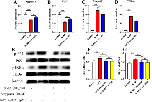 Figure 7 The effect of AMD on IL-1β-induced chondrocytes in vitro. (A–D) The gene expression of IL-1β-induced chondrocytes was treated with various concentrations of AMD for 24 h. (E–G) The NF-κB signaling pathway-related proteins expression of IL-1β-induced chondrocytes treated with various concentrations of AMD and NF-κB inhibitor (BAY 11–7082) for 24 h. Data were presented as means ± S.D. *P < 0.05; **P < 0.01; ***P < 0.001; ns, significant difference, n = 3 in each group.