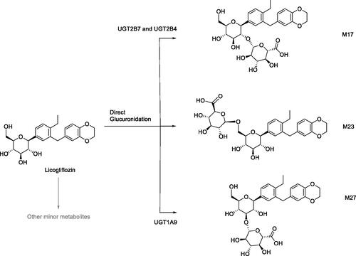 Figure 16. Direct glucuronidation of licogliflozin to M17, M23, and M27.
